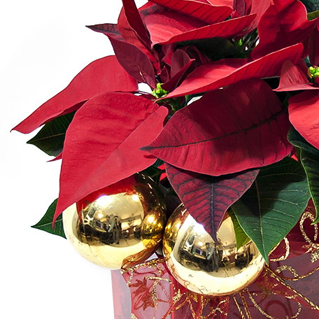 Produto: Princesa do Natal